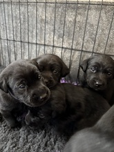 7 Labrador Retriever til salg på købhund.dk