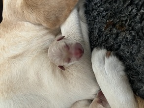 5 Labrador Retriever til salg på købhund.dk