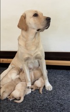 5 Labrador Retriever til salg på købhund.dk