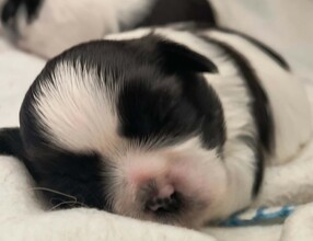 2 Shih Tzu til salg på købhund.dk