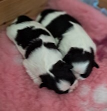 2 Shih Tzu til salg på købhund.dk