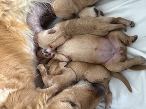 10 Golden Retriever til salg på købhund.dk