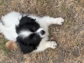 4 Phalène til salg på købhund.dk