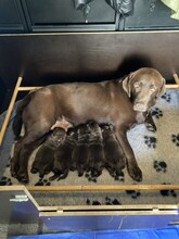 5 Labrador Retriever til salg på købhund.dk