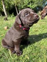 5 Labrador Retriever til salg på købhund.dk