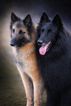 7 Belgisk Hyrdehund, Groenendael til salg på købhund.dk