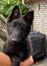 7 Belgisk Hyrdehund, Groenendael til salg på købhund.dk