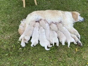 7 Golden Retriever til salg på købhund.dk