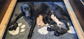 9 Labrador Retriever til salg på købhund.dk