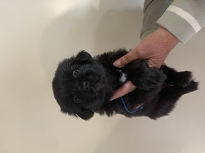 6 Tibetansk Spaniel til salg på købhund.dk