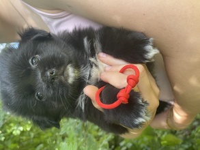 6 Tibetansk Spaniel til salg på købhund.dk