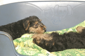 8 Airedale Terrier til salg på købhund.dk