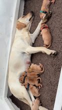 7 Labrador Retriever til salg på købhund.dk