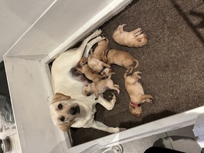 7 Labrador Retriever til salg på købhund.dk