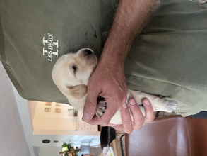 7 Labrador Retriever til salg på købhund.dk