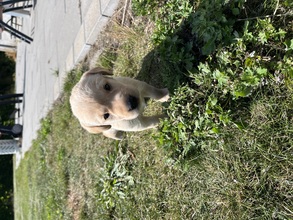7 Labrador Retriever til salg på købhund.dk