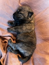 6 Cairn Terrier til salg på købhund.dk