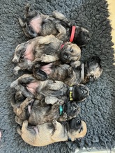 6 Cairn Terrier til salg på købhund.dk