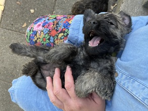 6 Cairn Terrier til salg på købhund.dk