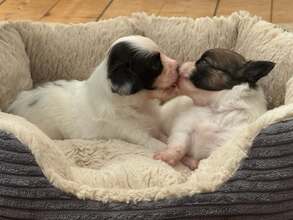 2 Papillon til salg på købhund.dk