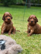 12 Irsk Setter til salg på købhund.dk