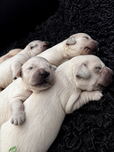 7 Golden Retriever til salg på købhund.dk