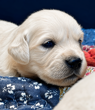 7 Golden Retriever til salg på købhund.dk