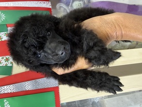 2 Pudel, dværg til salg på købhund.dk