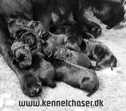 9 Labrador Retriever til salg på købhund.dk