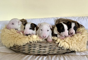 5 Bull Terrier, miniature til salg på købhund.dk