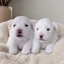 2 Coton de Tulear til salg på købhund.dk