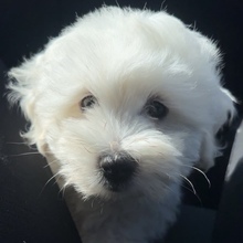 2 Coton de Tulear til salg på købhund.dk