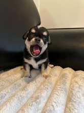 2 Chihuahua, korthåret til salg på købhund.dk