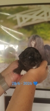 6 Lhasa Apso til salg på købhund.dk