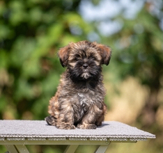 6 Lhasa Apso til salg på købhund.dk