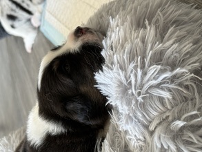 8 Australian Shepherd til salg på købhund.dk