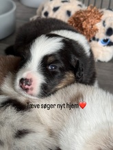 8 Australian Shepherd til salg på købhund.dk