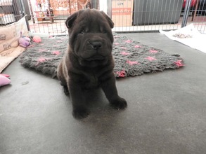 2 Shar Pei til salg på købhund.dk