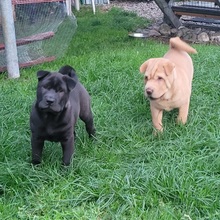 2 Shar Pei til salg på købhund.dk
