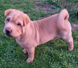 2 Shar Pei til salg på købhund.dk