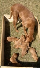 7 Vizsla, korthåret til salg på købhund.dk