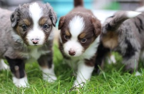 7 Miniature American Shepherd til salg på købhund.dk