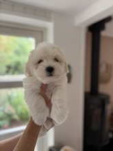 3 Coton de Tulear til salg på købhund.dk