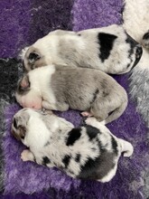 8 Australian Shepherd til salg på købhund.dk