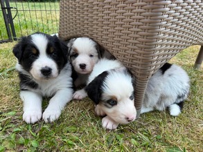8 Australian Shepherd til salg på købhund.dk