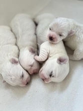 4 Coton de Tulear til salg på købhund.dk