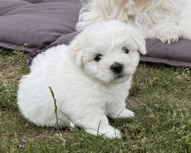 3 Coton de Tulear til salg på købhund.dk