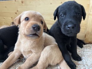 8 Labrador Retriever til salg på købhund.dk
