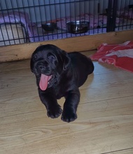 3 Labrador Retriever til salg på købhund.dk
