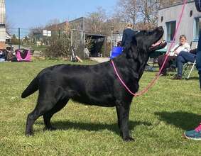 3 Labrador Retriever til salg på købhund.dk